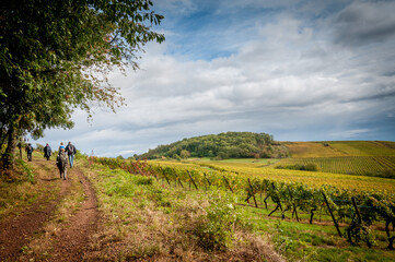 Randonnée dans les vignobles d'Alsace