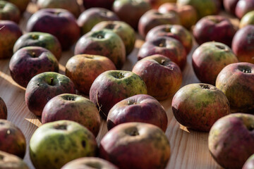 Wall Mural - Organic apples are grown on a small farm for the production of juice and puree