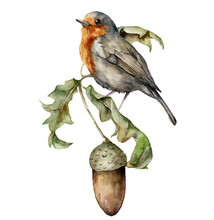 Watercolor Autumn Composition With Robin Redbreast And Acorn. Hand Painted Bird And Oak Leaves Isolated On White Background. Floral Illustration For Design, Print, Fabric Or Background.