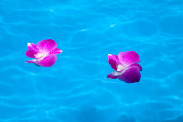 Poster - 水面に浮かぶランの花