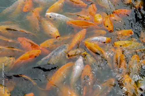 Cuadros en Lienzo Crowd of Goldfish in freshwater ponds
