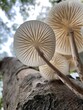 mushroom bottom view