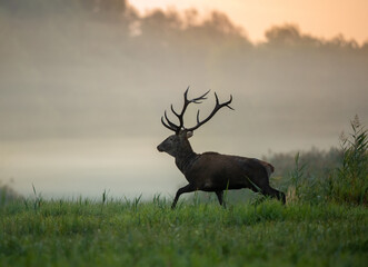 Poster - Red deer walking in forest on fog