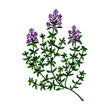 © Kseniia - Hand drawn thyme branch in bloom. Vector illustration isolated on white. Botanical herbal plant in vintage colored sketch style. Thymus vulgaris.