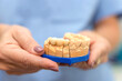The hands of a dentist doctor hold a plaster stone model of human's jaw and show new zirconium ceramic bridge in order to replace missing teeth