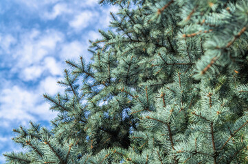 Wall Mural - Fresh green needles. Bright spruce branches