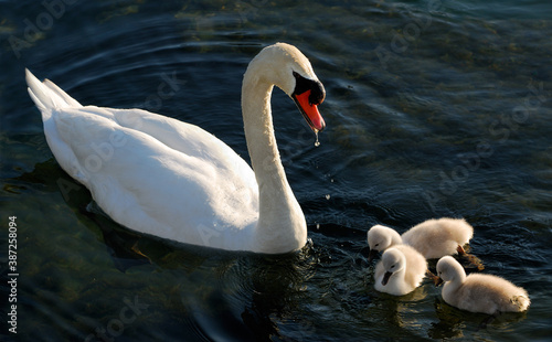 Fotomural Male Mute Swan feeding three cygnets on Lake Ontario
