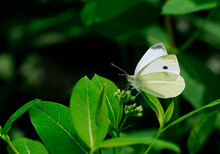 Backlit Cabbage White Butterfly On Hemp Dogbane Flower