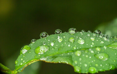 green leaf rain drop macro