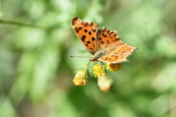 Sticker - Butterfly sucking nectar / Autumn natural background material