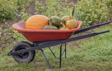 harvest wagon filled with pumpkins at a pumpkin patch in fall. autumn harvesting nature concept.