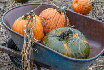 harvest wagon filled with pumpkins at a pumpkin patch in fall. autumn harvesting nature concept.