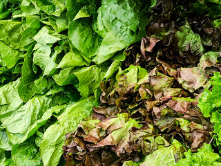 Bright green Healthy leafy greens 