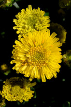 Closeup Dwarf Yellow Chrysanthemum