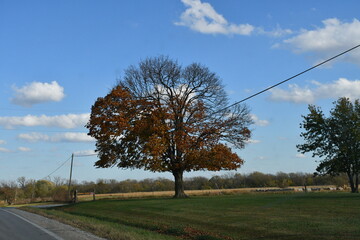 Sticker - Autumn Tree