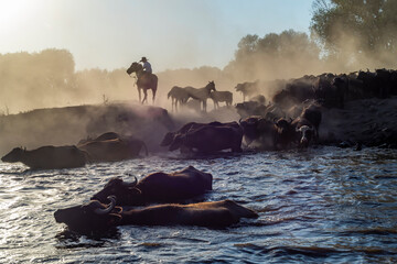 wild buffalos in lake Erciyes Mountain Kayseri, Turkey