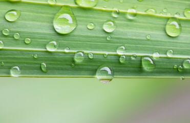 Water drops on green leaves