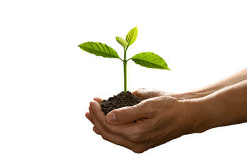 Poster - Hands holding and caring a green young plant isolated on white background