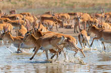 A Herd Of Saigas Gallops At A Watering Place