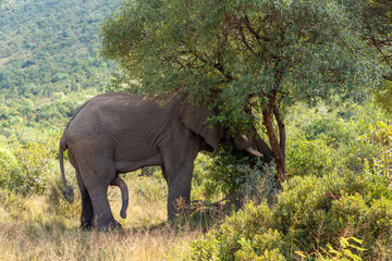 Wall Mural - horny majestic wild african elephant ready for mating in pilanesberg game reserve. south africa wild