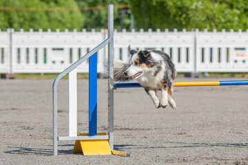 Australian shepherd jumps over an agility hurdle on dog agility course