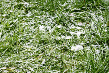 Wall Mural - The first snow on the green grass - autumn frosts