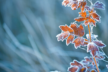 branches of a shrub with yellow leaves covered with crystals of frost on a natural background of dry