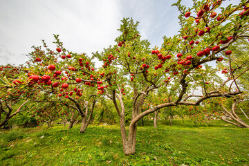 
apple and apple orchards, Amasya Apple