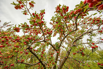 Sticker - 
apple and apple orchards, Amasya Apple