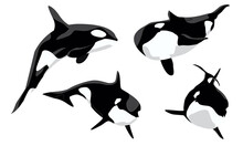 Realistic Killer Whale Set. Orcinus Orca. Aquatic Animals Of The Arctic And Antarctic Regions. Vector Illustration