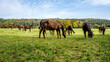 konie na pastwisku jesienią w Polsce
