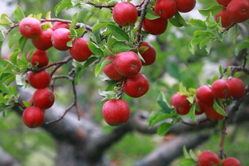 Sticker - 
apple and apple orchards, Amasya Apple