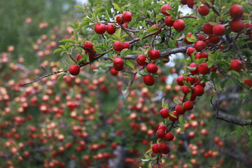 Sticker - 
apple and apple orchards, Amasya Apple