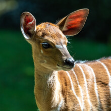 Baby Nyala Antelope - Tragelaphus Angasii. Wild Life Animal.