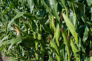 Wall Mural - corn ears with husk and leaves close up