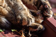 © Thomas - zampe feline