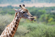 A Giraffe Sticking Its Tongue Out