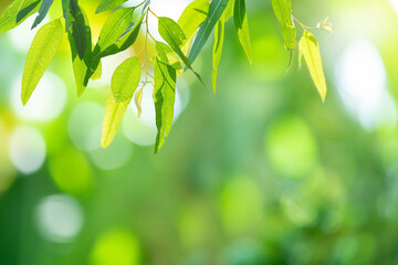 Wall Mural - Beautiful nature background with green leaf Eucalyptus blurred and copy space.