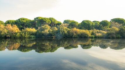 Sticker - reflection of trees in water