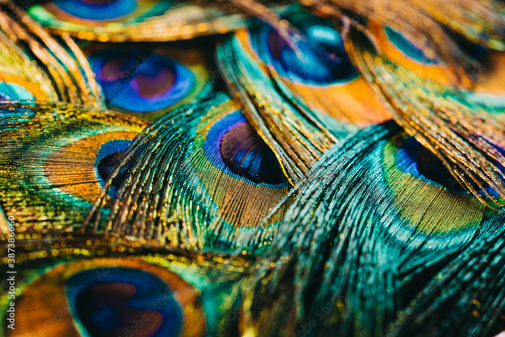 Feathers of tropical peacock bird. Macro, close-up view. Beautiful ...