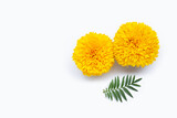 Fototapeta Dmuchawce - Marigold flowers with leaves on white background.