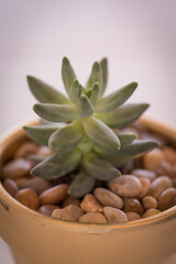 Wall Mural - close up image of green succulent plan in little planter pot