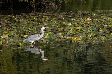 Grey Heron wading through a lake looking for fish by the lily pads