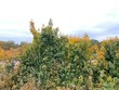 canvas print picture - grape vines in autumn