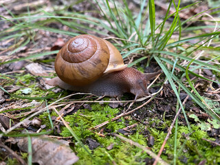 Snail on ground