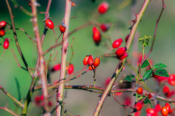 Wall Mural - red berries on a bush