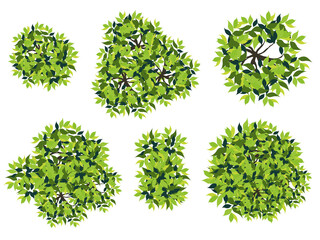 Wall Mural - collection of abstract green tree top view isolated on white background for landscape plan and archi