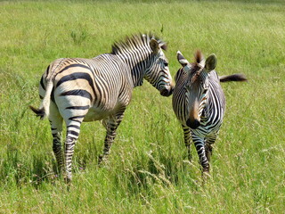 Wall Mural - Zebras P1140704