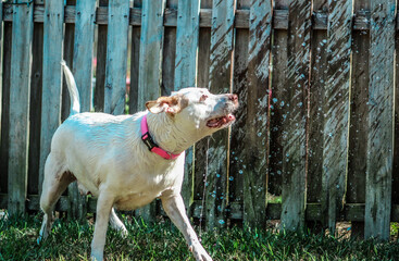 Wall Mural - Dog playing with hose outside