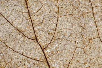 Closeup of a Rotting Leaf